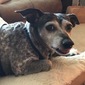 Meet your Posher, Dee